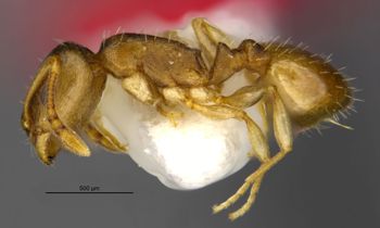 Media type: image;   Entomology 35272 Aspect: habitus lateral view